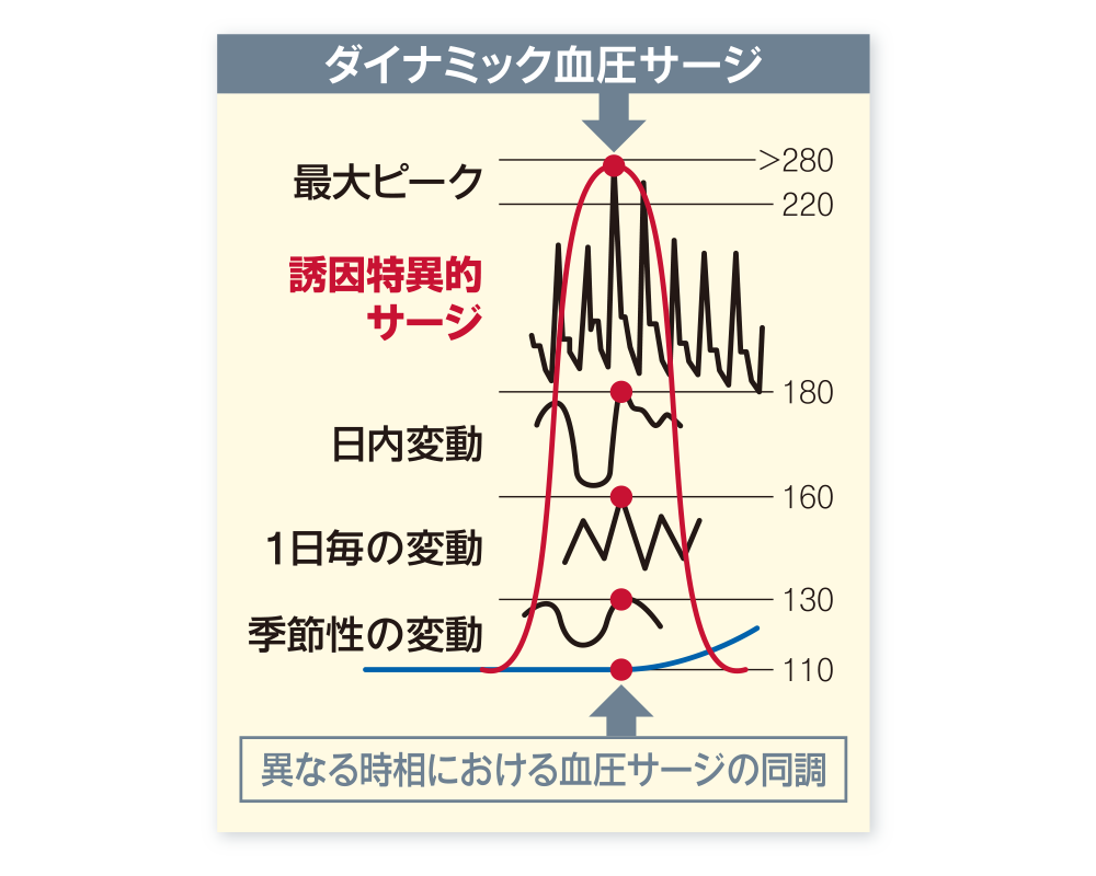 グラフ/ダイナミック血圧サージ、異なる時相における血圧サージの同調